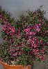 <em>Leptospermum scoparium</em> 'Kiwi'